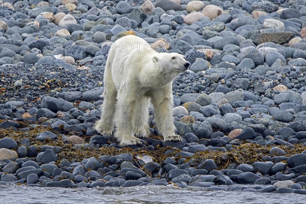 Lone skinny and emaciated polar bear