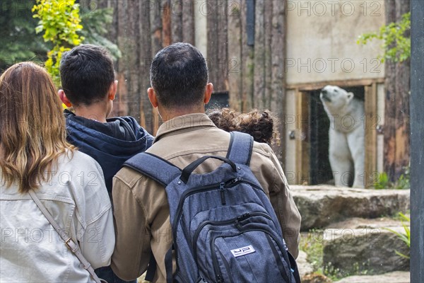 Visitors looking through glass pane at captive polar bear