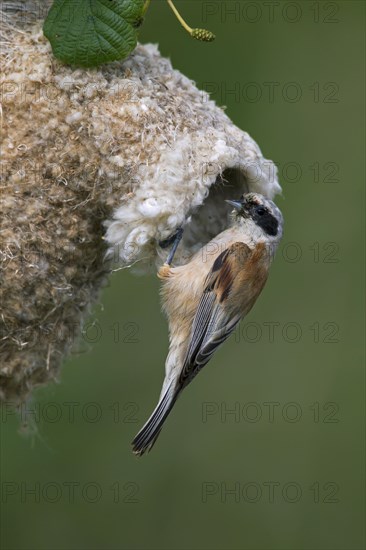 European Penduline Tit