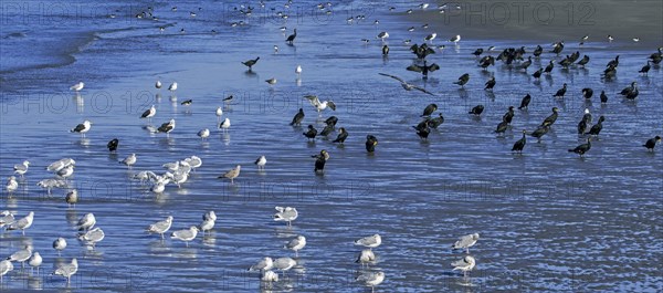 Flock of great cormorants