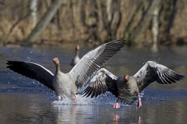 Greylag goose