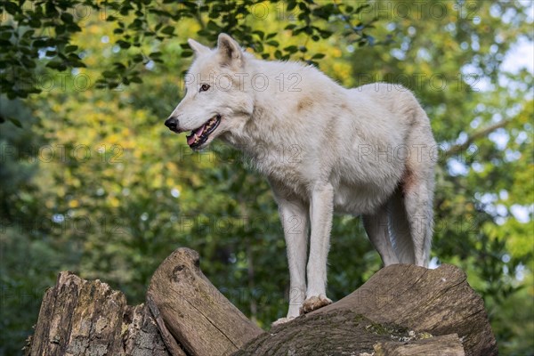 Hudson Bay wolf