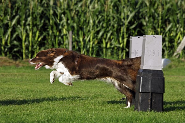 Border Collie