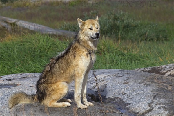 Greenland dog