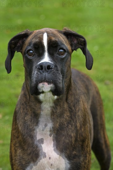 Boxer dog