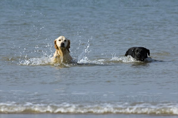 Golden retriever and labrador retriever dogs