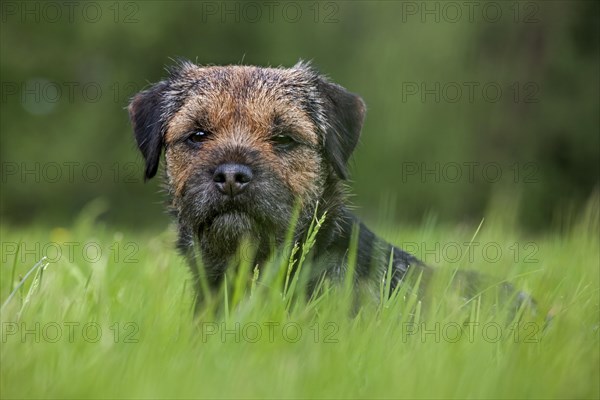 Border Terrier