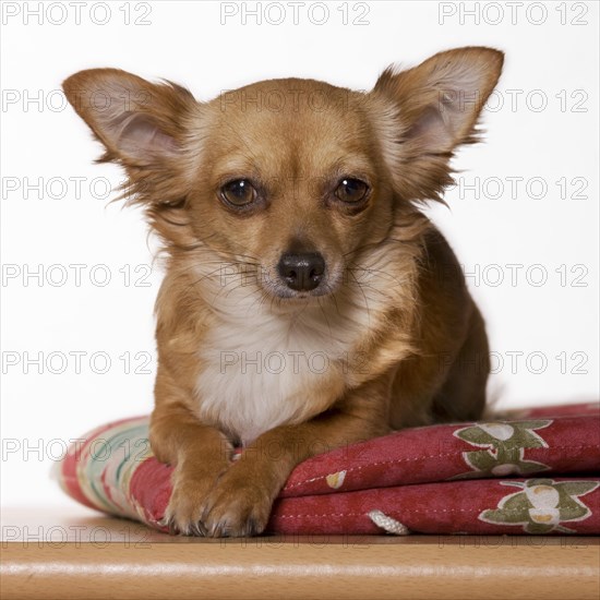 Long-haired tan Chihuahua dog