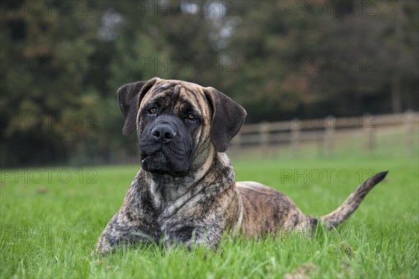 Boerboel