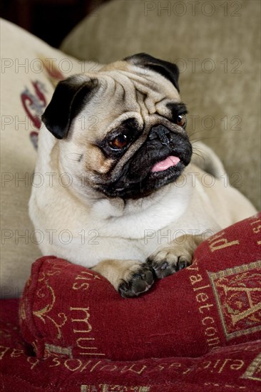 Portrait of Chinese pug