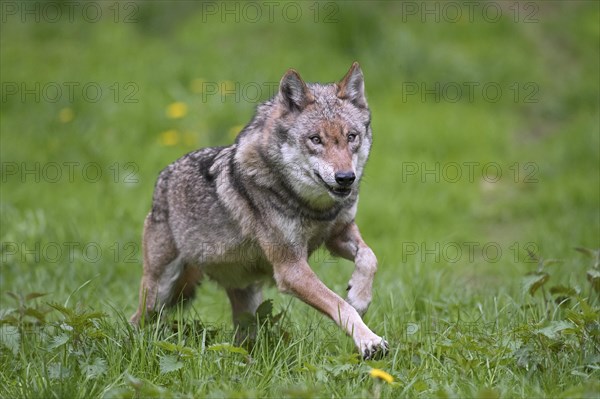 Solitary Eurasian wolf
