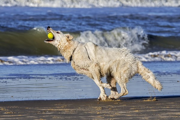 Berger Blanc Suisse