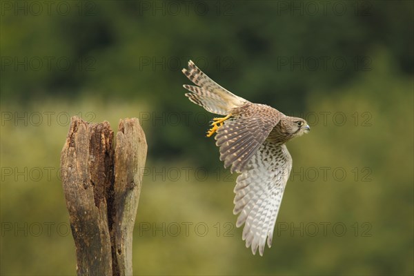 Common kestrel