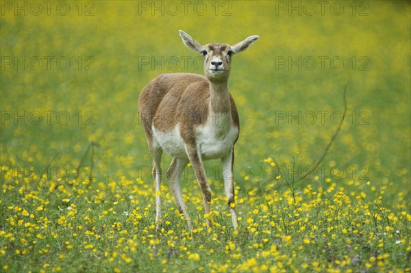 Antelope cervicapra