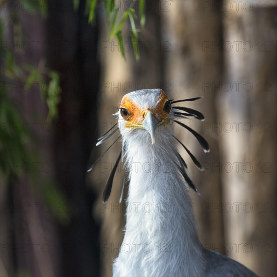 Secretary bird