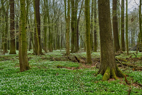 The Lasker Auenwald nature reserve in the Sorbian settlement area in spring