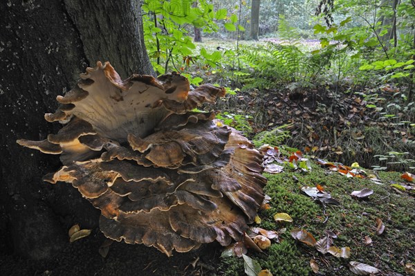 Giant polypore bracket fungus