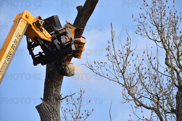 Tree felling with a felling crane in Vellmar