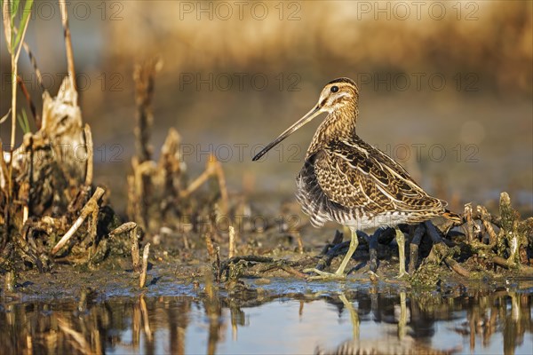 Common snipe