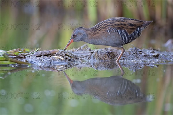 Water rail