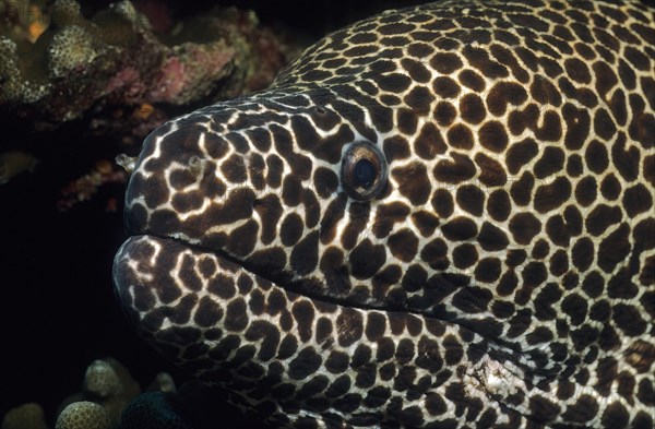 Close-up half profile of head Head portrait of moray eel Chain moray eel