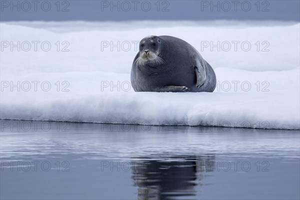 Bearded seal