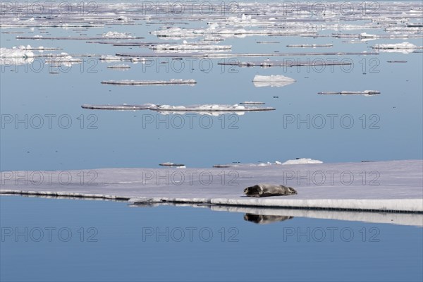 Bearded seal