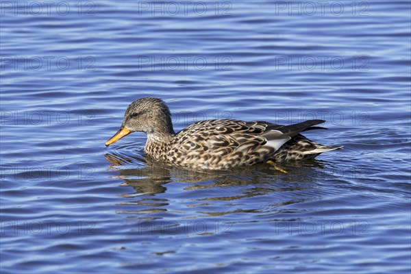 Gadwall