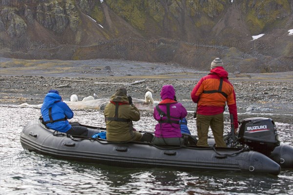 Eco-tourists in Zodiac taking pictures of scavenging polar bears