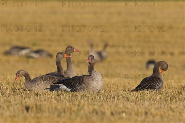 Greylag Geese