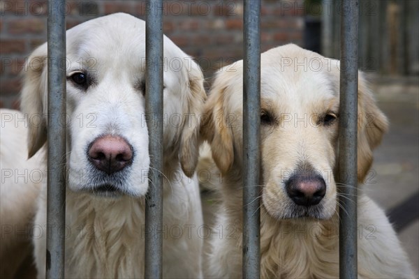 Two Golden Retrievers