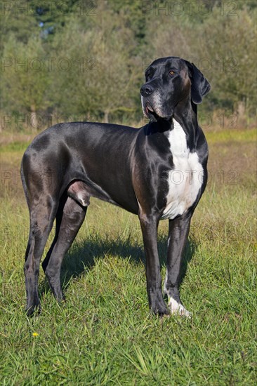 Great Dane