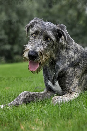 Irish wolfhound