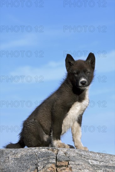 Greenland dog