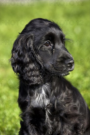 English Cocker Spaniel