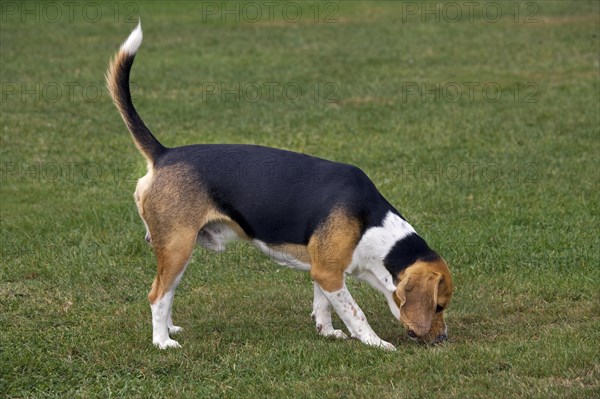 Beagle dog