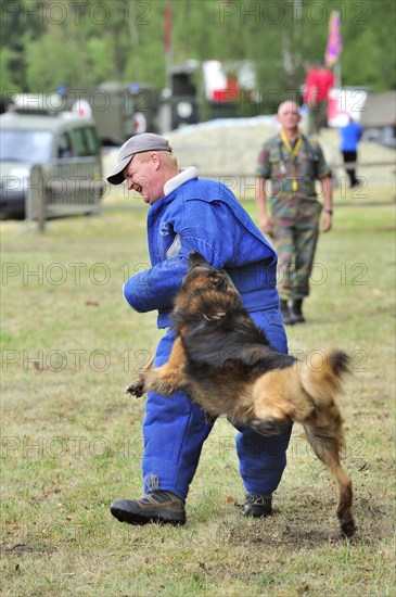 Military attack dog