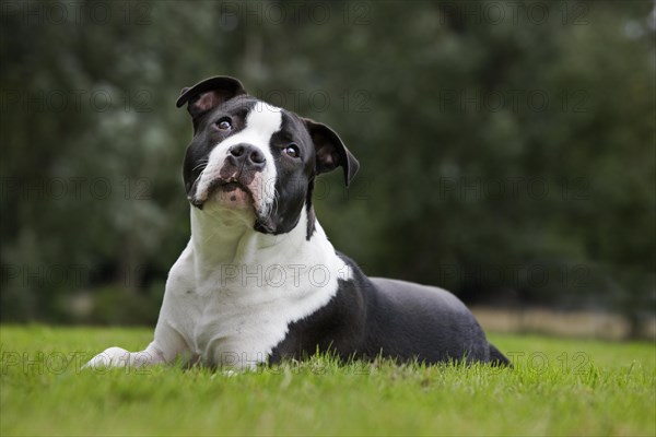 American Staffordshire terrier