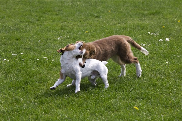 Smooth coated Jack Russell terrier and border collie pup