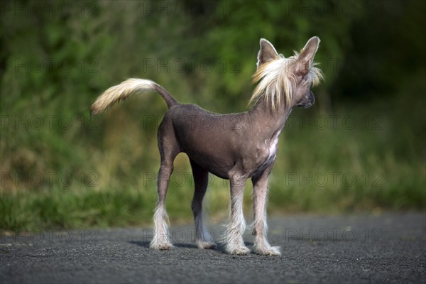 Chinese crested dog