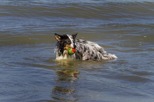 Shetland Sheepdog