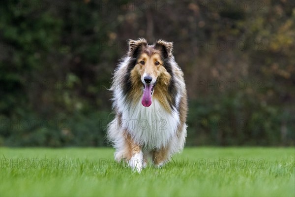 Rough Collie