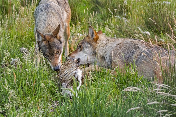 Two grey wolves