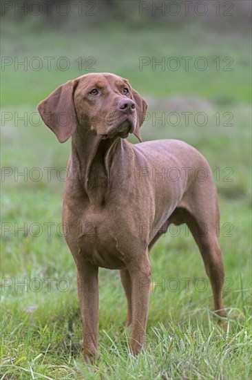 Hungarian Vizsla