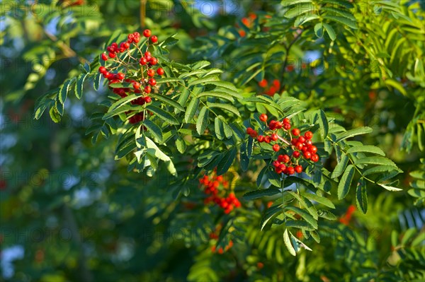 European rowan