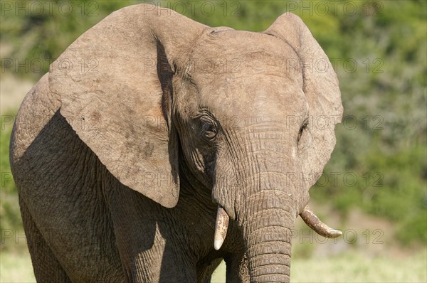 African bush elephant