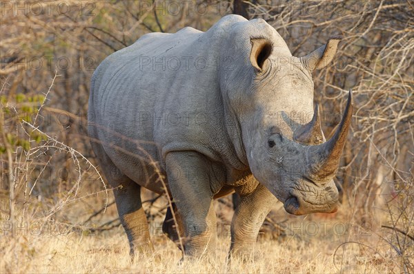 White rhinoceros