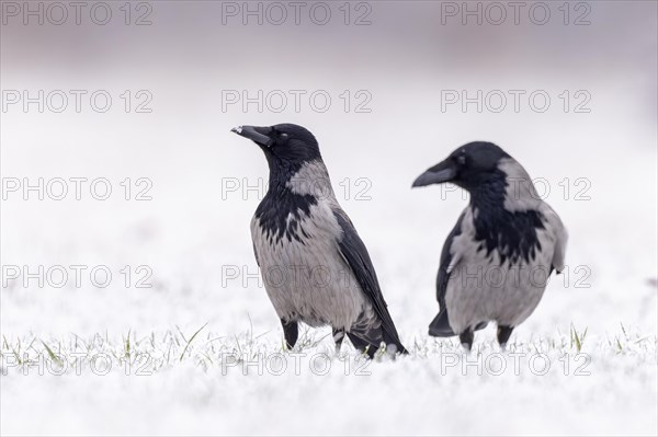 Hooded Crow