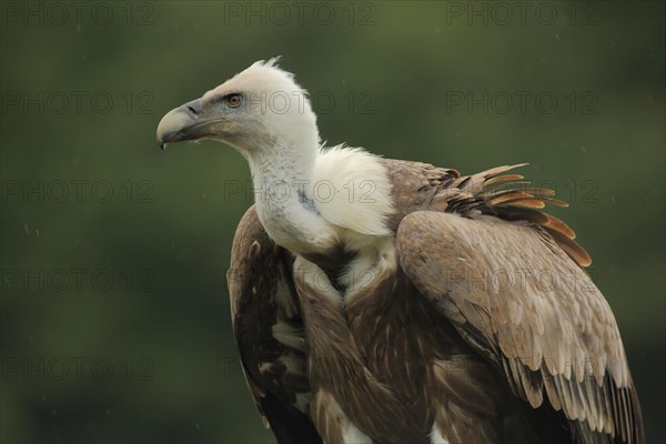 Griffon Vulture