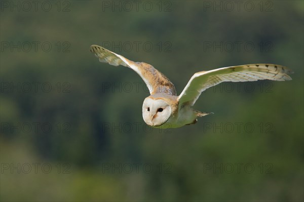 Common barn owl